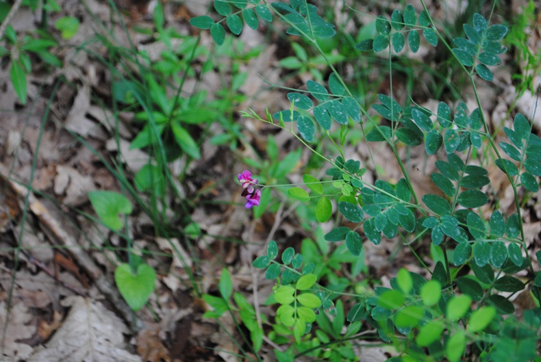 Lathyrus niger / Cicerchia nera