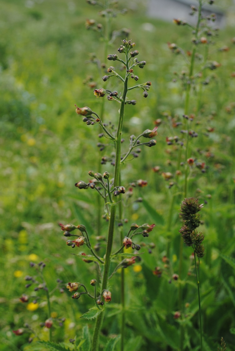 Scrophularia auriculata??