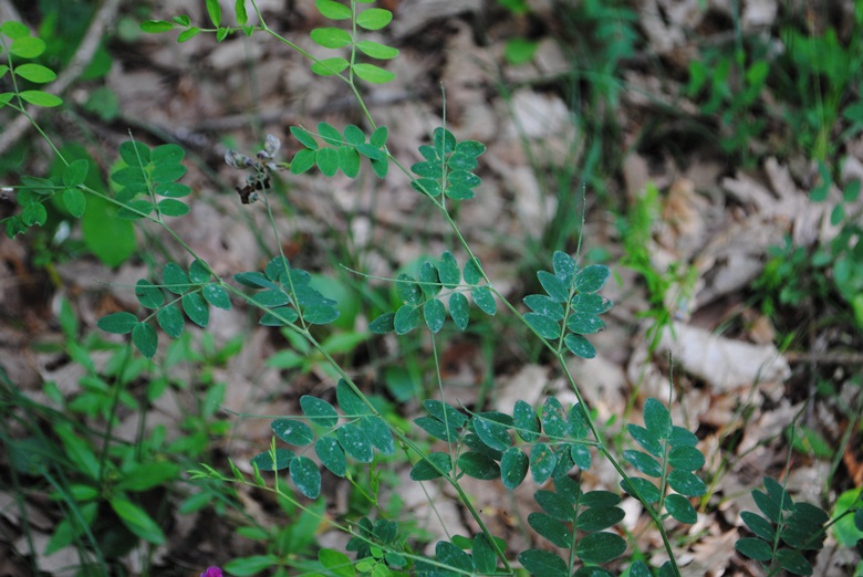 Lathyrus niger / Cicerchia nera