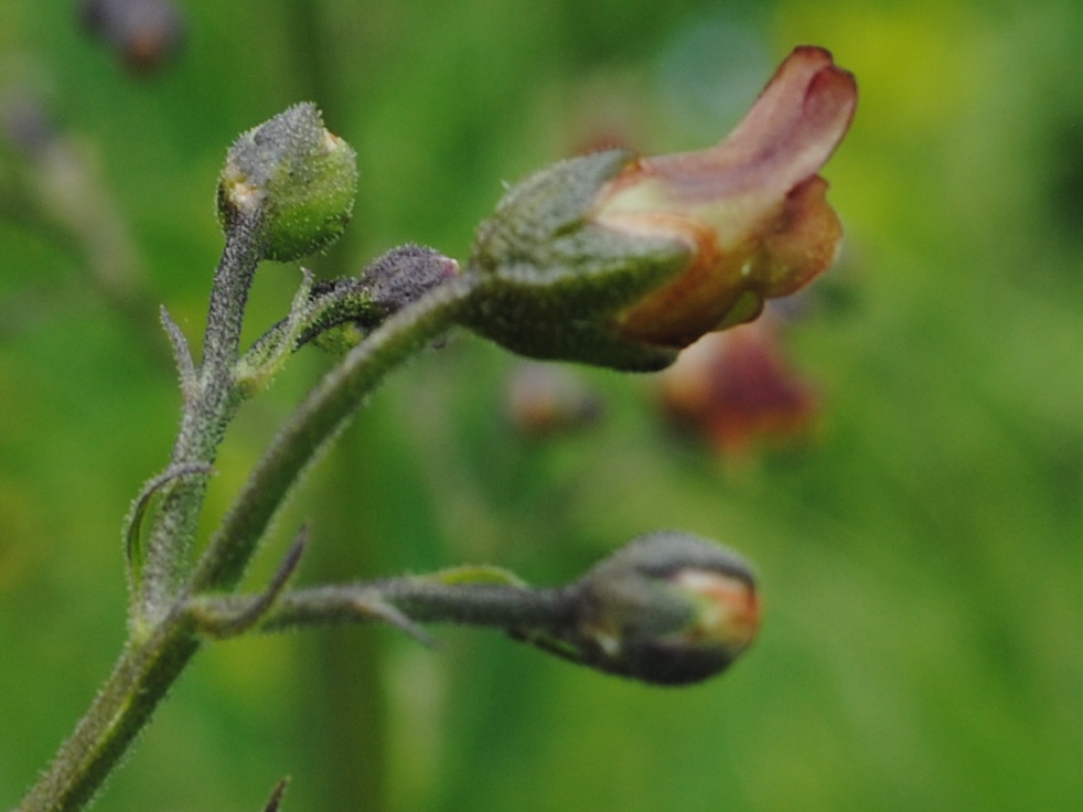 Scrophularia auriculata??