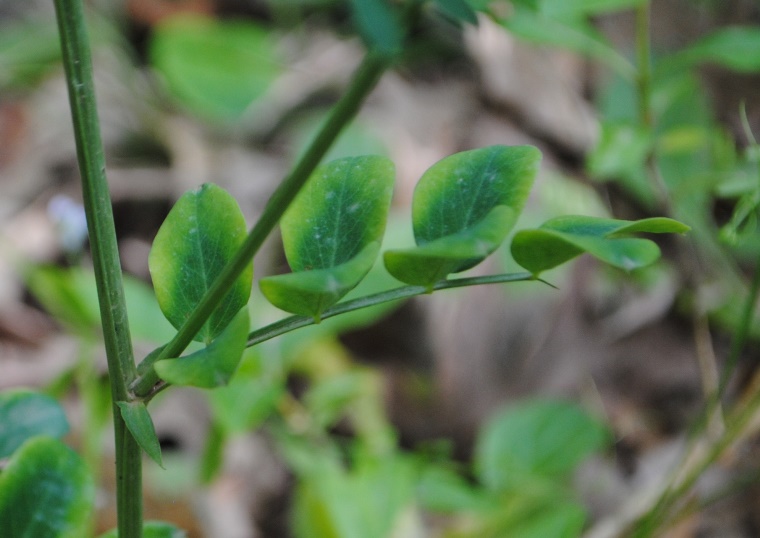 Lathyrus niger / Cicerchia nera