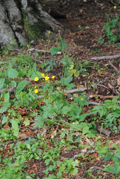 Ranunculus serpens subsp. nemorosus / Ranuncolo dei boschi