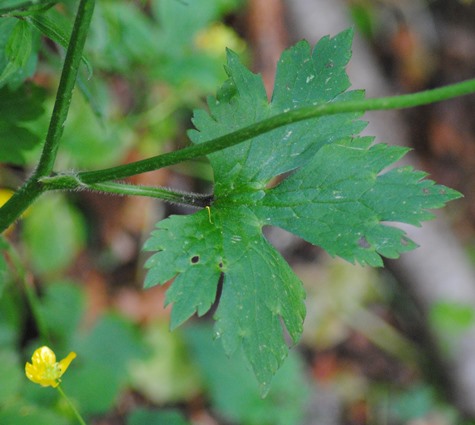 Ranunculus serpens subsp. nemorosus / Ranuncolo dei boschi