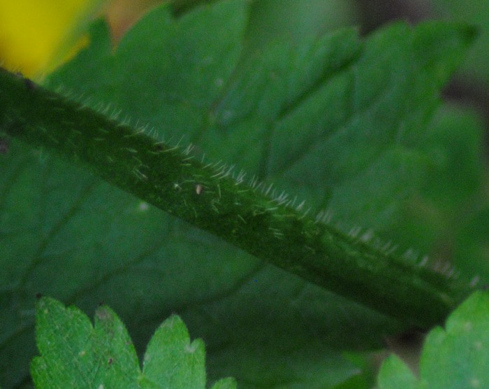 Ranunculus serpens subsp. nemorosus / Ranuncolo dei boschi