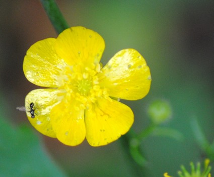 Ranunculus serpens subsp. nemorosus / Ranuncolo dei boschi