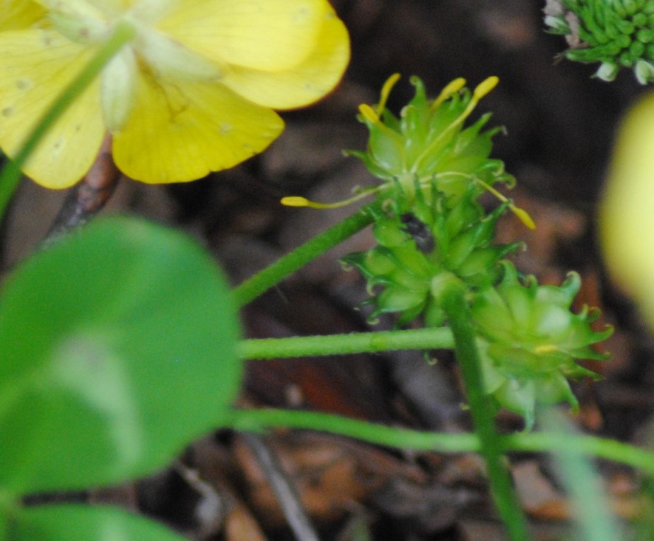 Ranunculus serpens subsp. nemorosus / Ranuncolo dei boschi