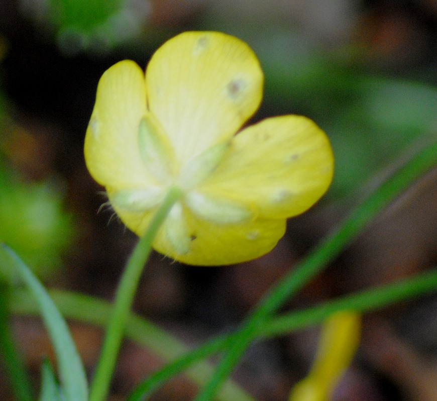 Ranunculus serpens subsp. nemorosus / Ranuncolo dei boschi