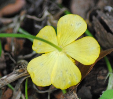 Ranunculus serpens subsp. nemorosus / Ranuncolo dei boschi