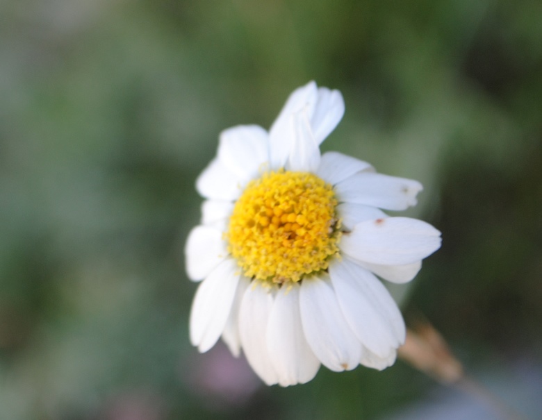 Anthemis carpatica?