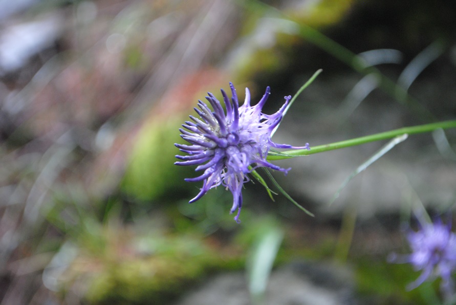 Phyteuma scheucheri?