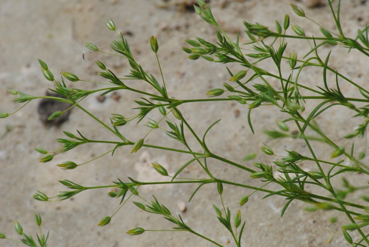 Sabulina tenuifolia (=Minuartia hybrida) / Minuartia ibrida