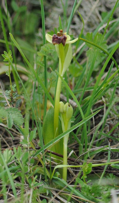 Ophrys bombyliflora?