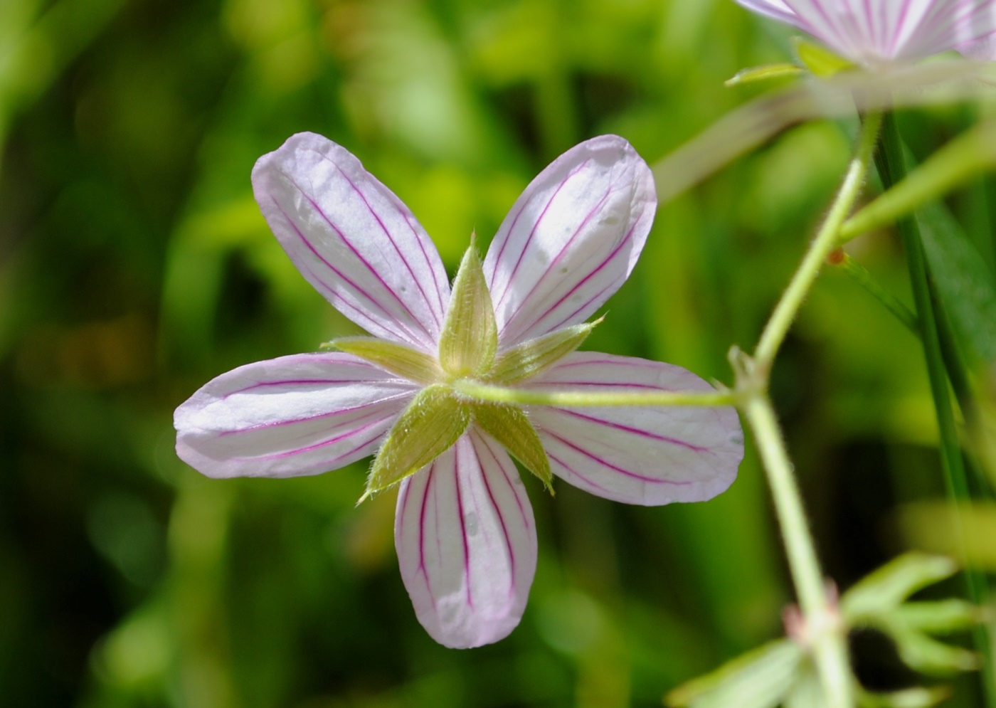 Geranium asphodeloides / Geranio a radice dAsfodelo