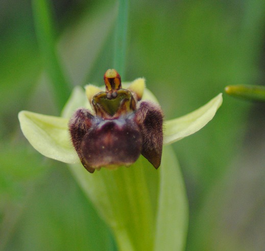 Ophrys bombyliflora?