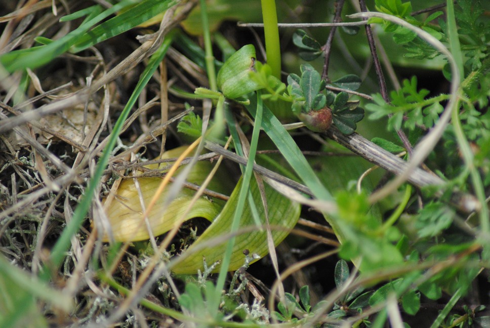 Ophrys bombyliflora?