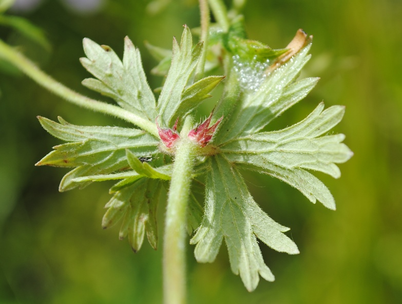 Geranium asphodeloides / Geranio a radice dAsfodelo