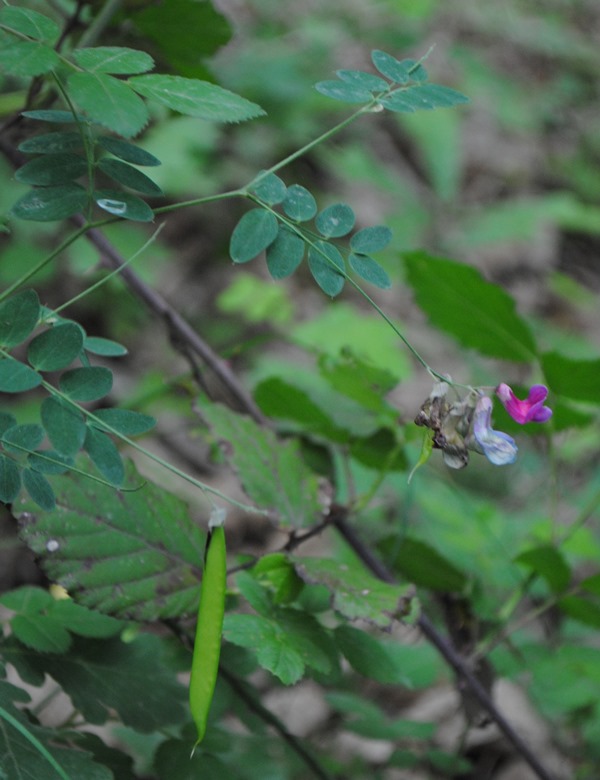 Lathyrus niger / Cicerchia nera