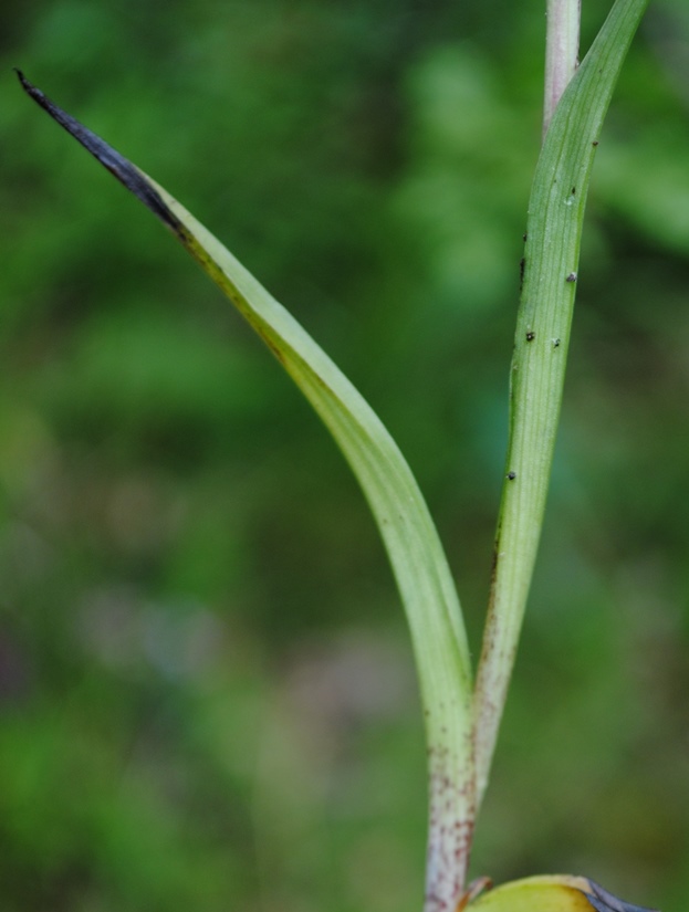 Serapias cordigera