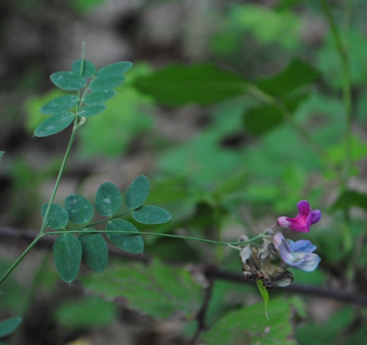 Lathyrus niger / Cicerchia nera