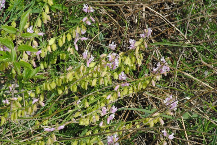 Polygala nicaeensis / Poligala di Nizza