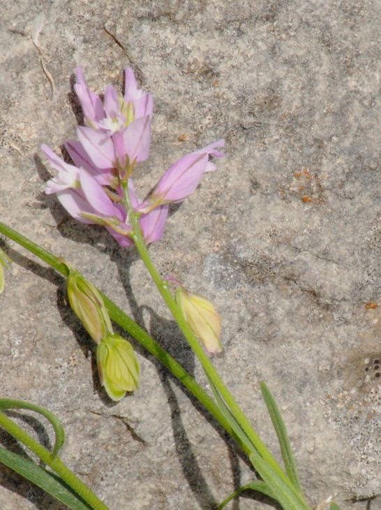 Polygala nicaeensis / Poligala di Nizza