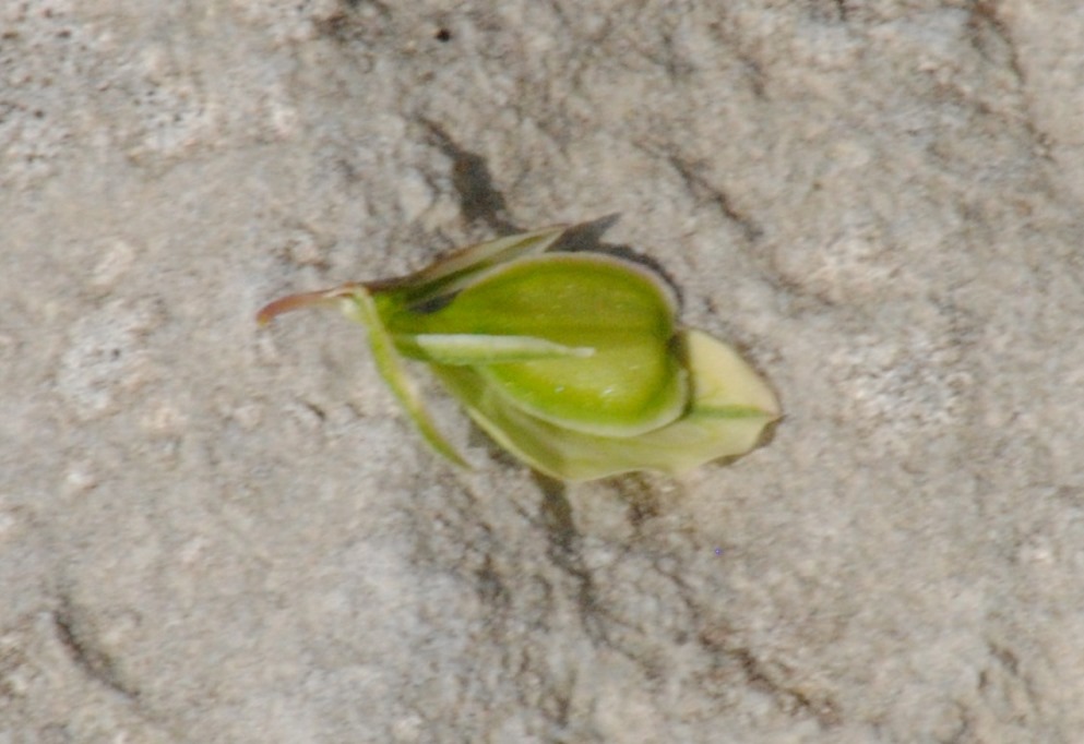 Polygala nicaeensis / Poligala di Nizza