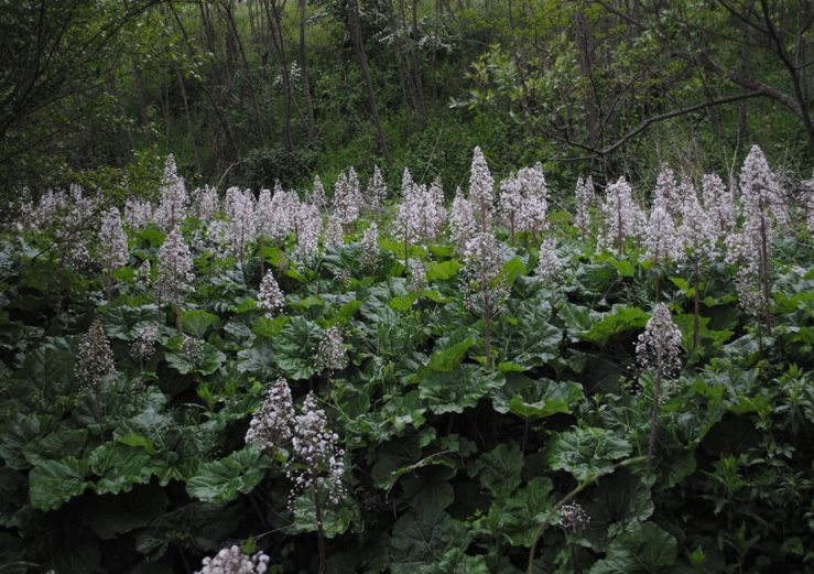 Petasites hybridus / Farfaraccio maggiore