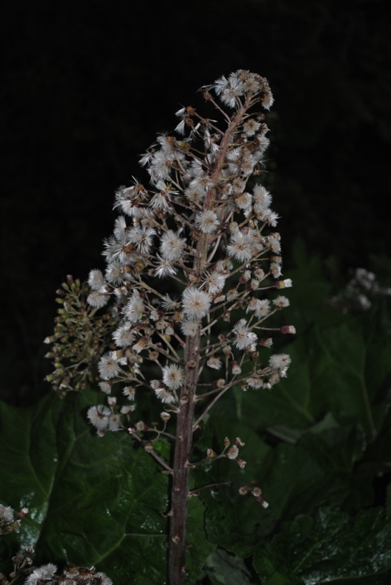 Petasites hybridus / Farfaraccio maggiore