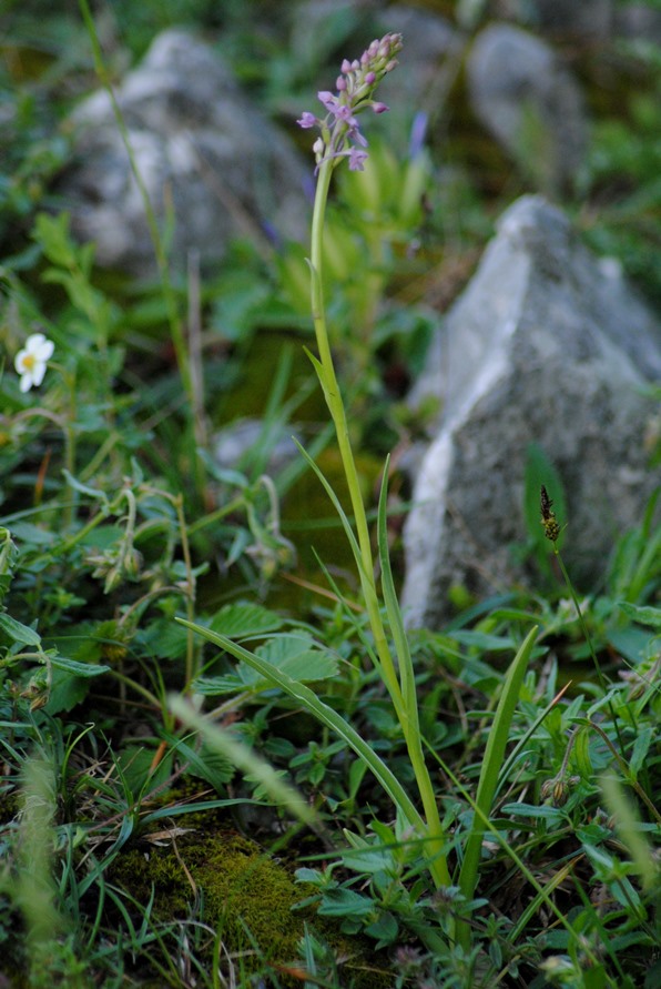 Gymnadenia conopsea