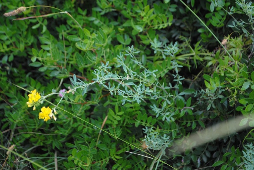 Medicago falcata