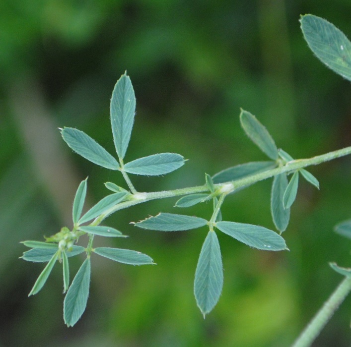 Medicago falcata