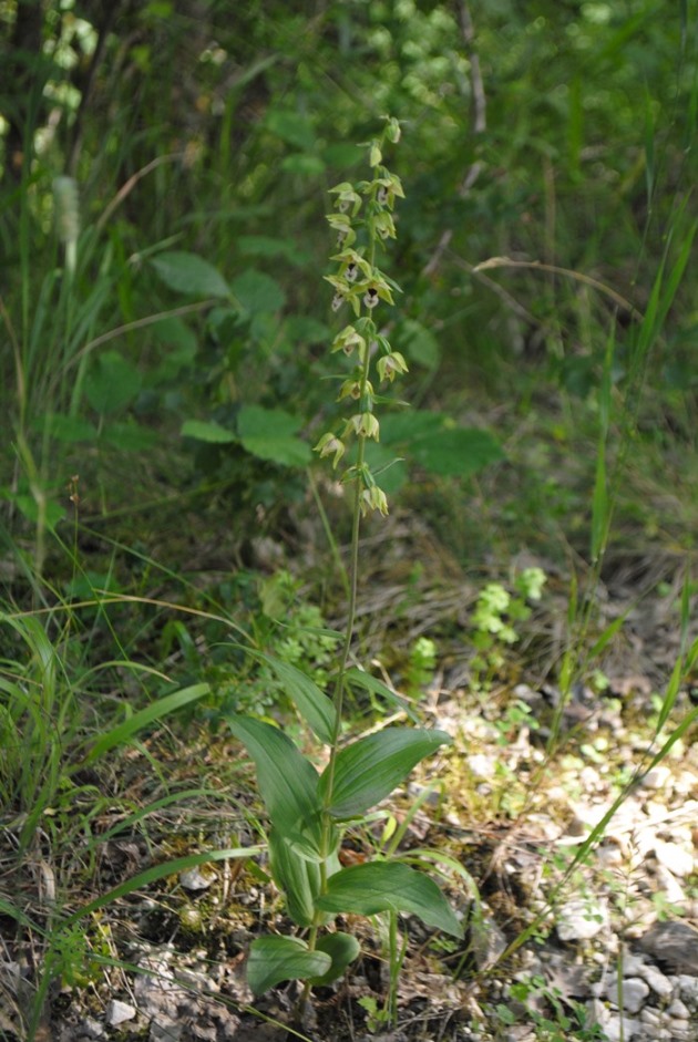 Epipactis?