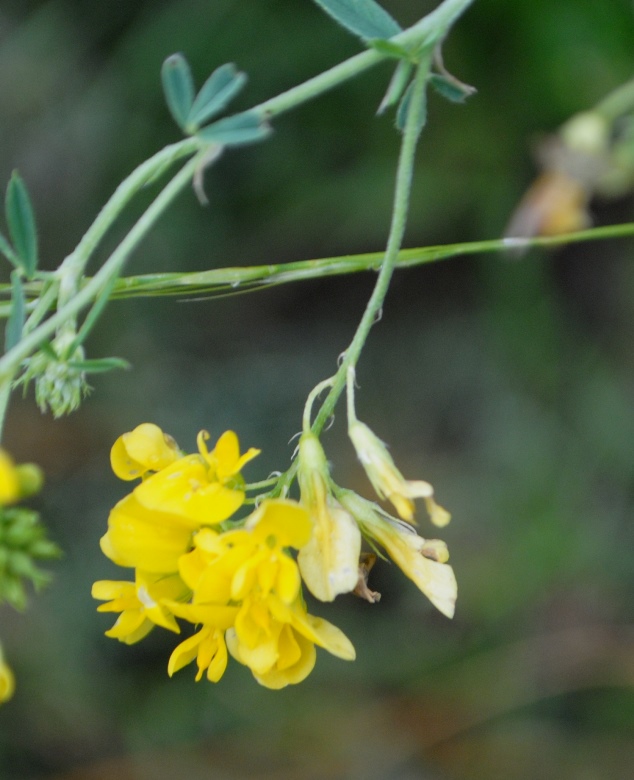 Medicago falcata