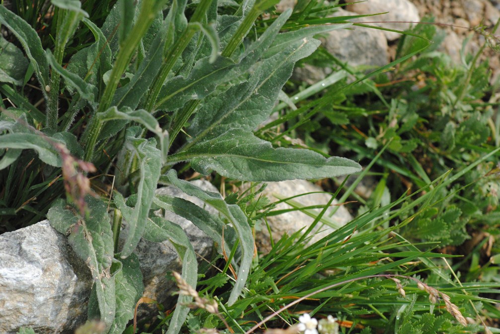 Phyteuma betonicifolium / Raponzolo a foglie di betonica