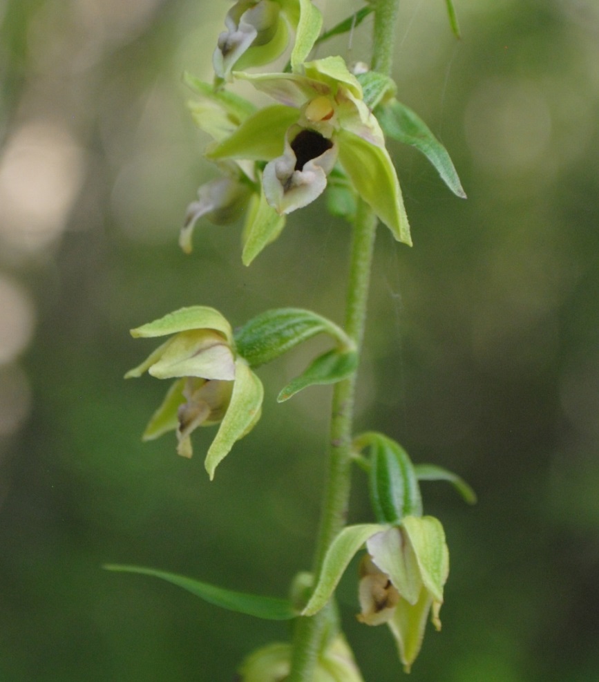 Epipactis?