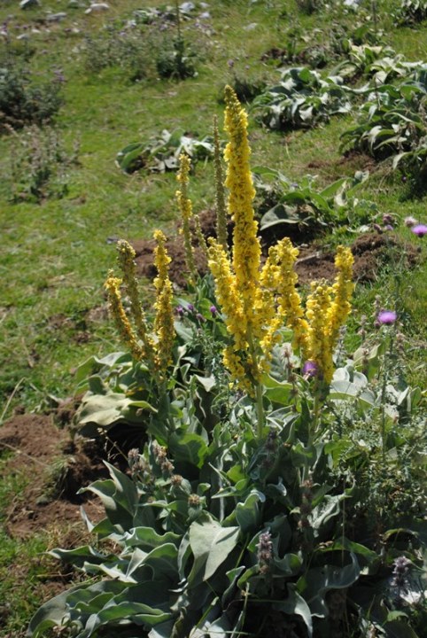 Verbascum?