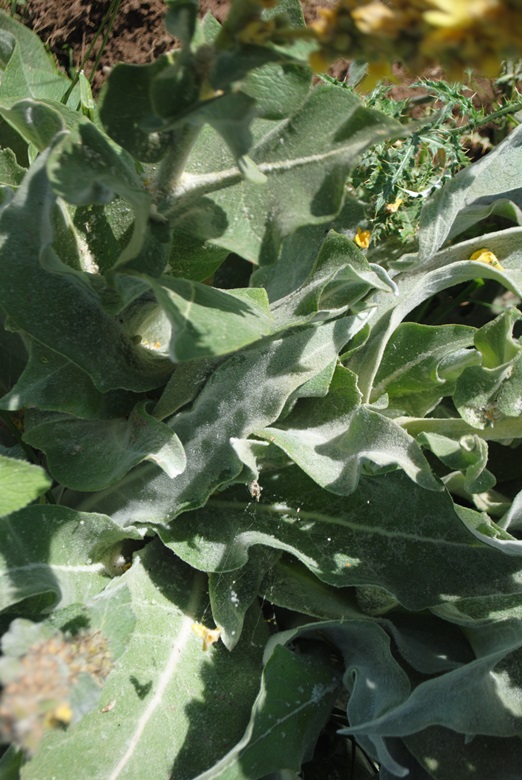 Verbascum?