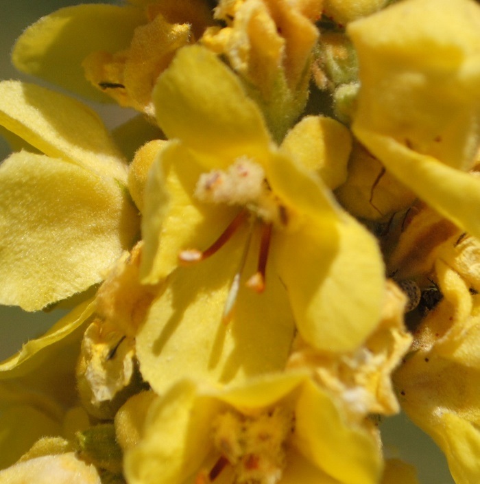 Verbascum?