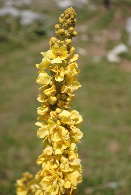 Verbascum?