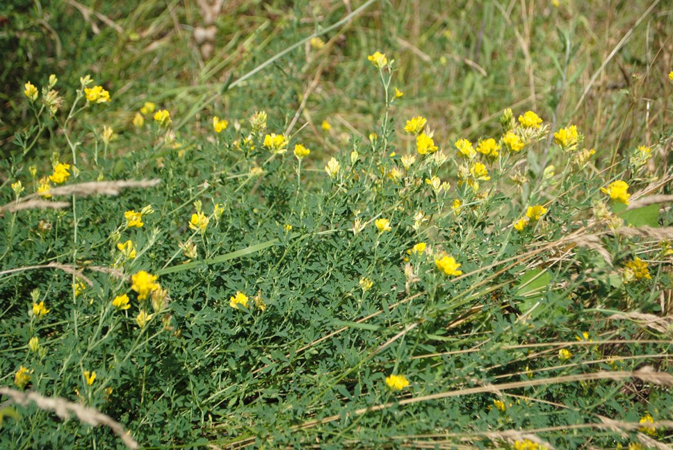 Medicago falcata