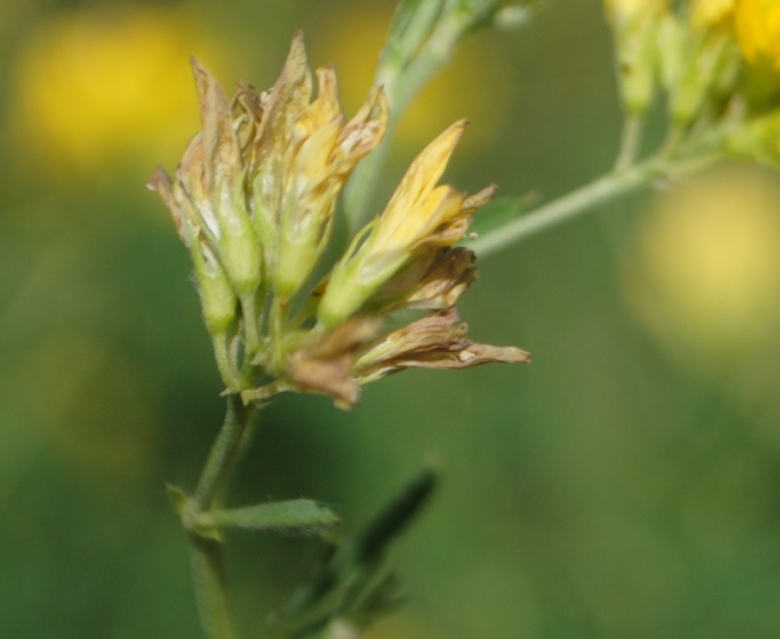 Medicago falcata