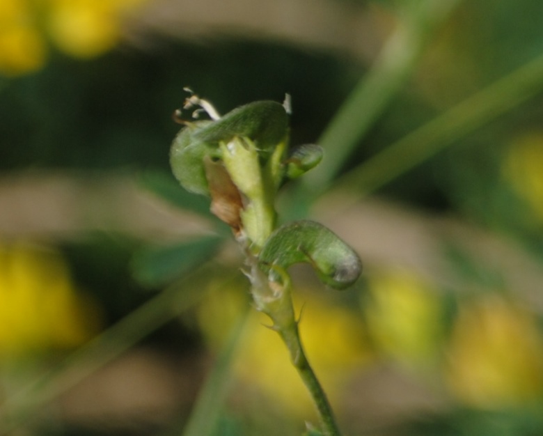 Medicago falcata