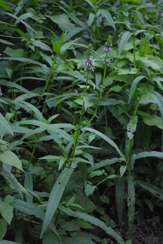 Stachys palustris