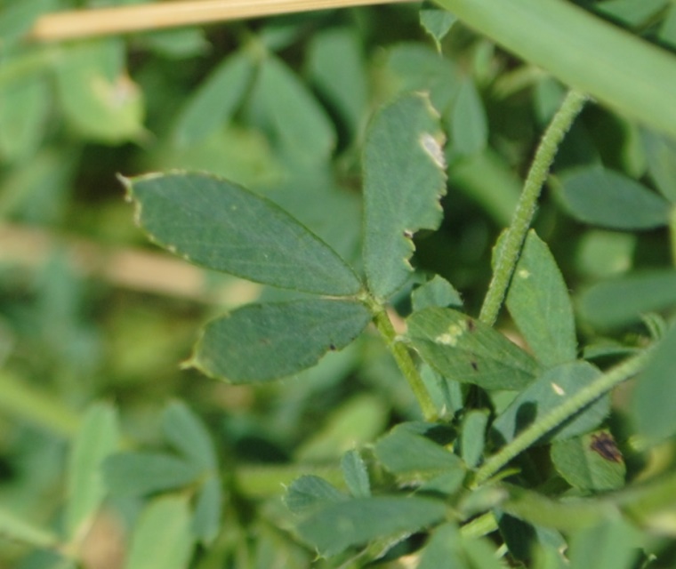 Medicago falcata