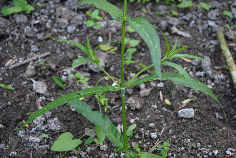 Stachys palustris