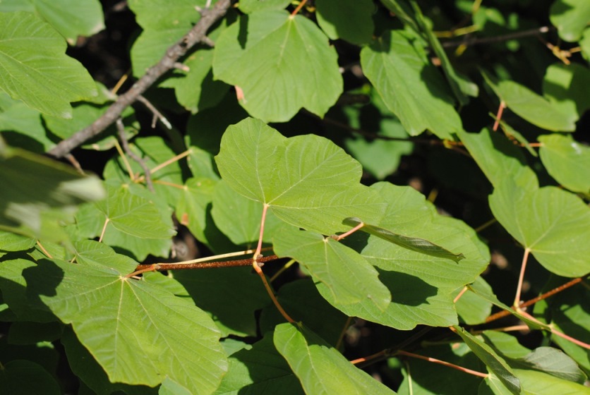 Acer opalus subsp. obtusatum / Acero napoletano
