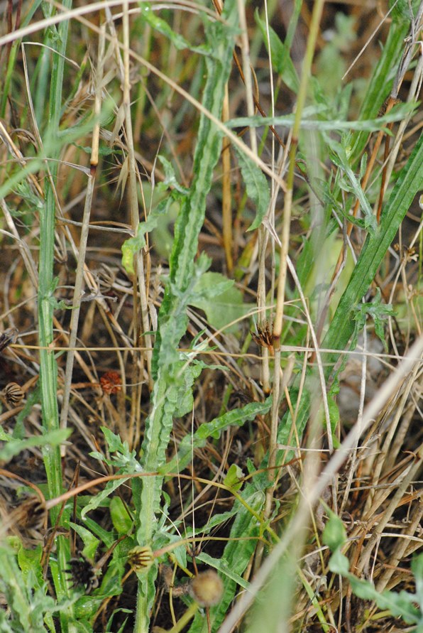 Centaurea solstitialis