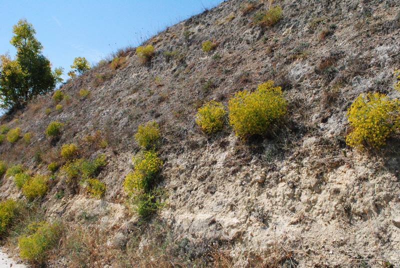 Echinophora tenuifolia / Finocchio-litorale minore