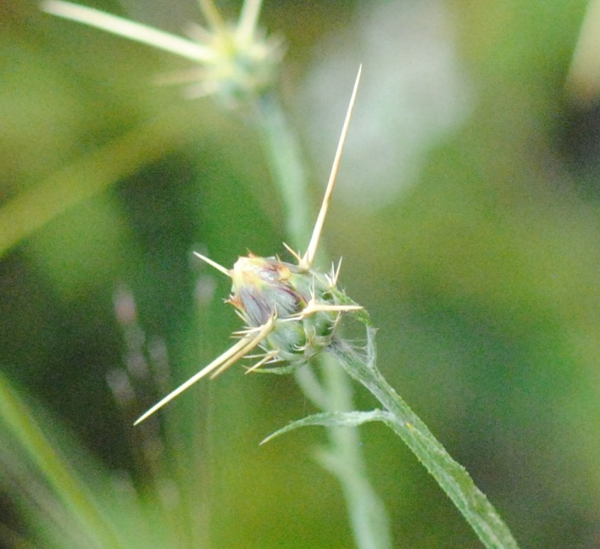 Centaurea solstitialis