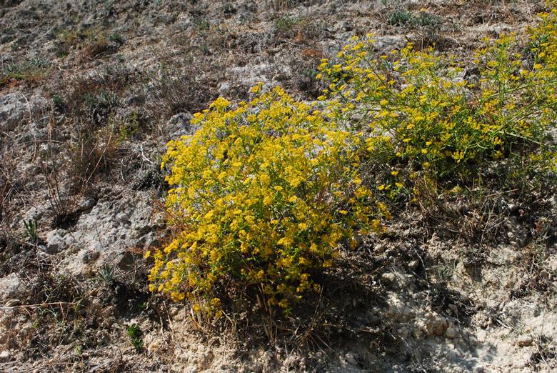 Echinophora tenuifolia / Finocchio-litorale minore